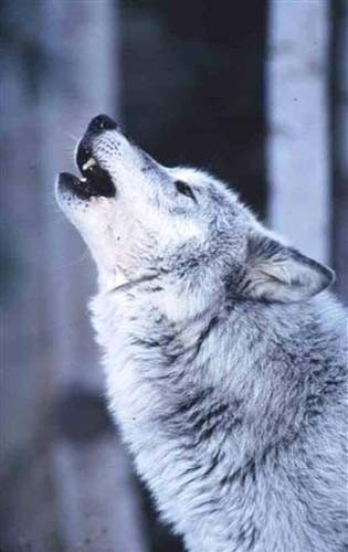 Howlingwolf.jpg