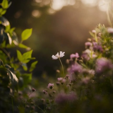 File:Soft focus2.jpg