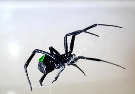 Spider cave spider.jpg