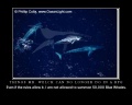 MPost3404-posterbluewhales.jpg