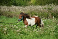 Shetland-pony-2728202 640.png