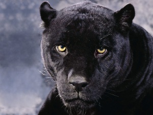 A Dark Mood, Black Panther.jpg